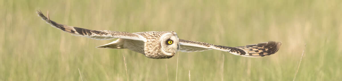 Barn Owl